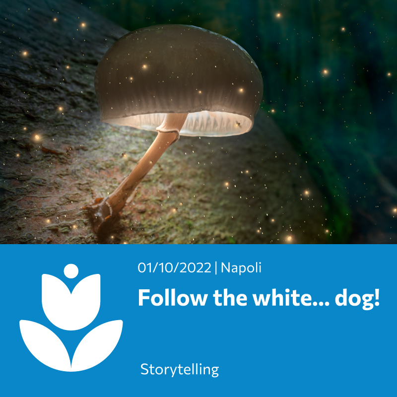 Follow the white… dog!