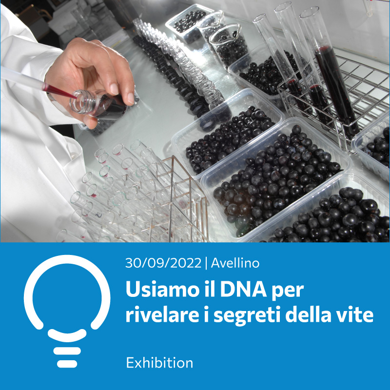 Vitigni e DNA: camminiamo nel vigneto sulle orme di Mendel