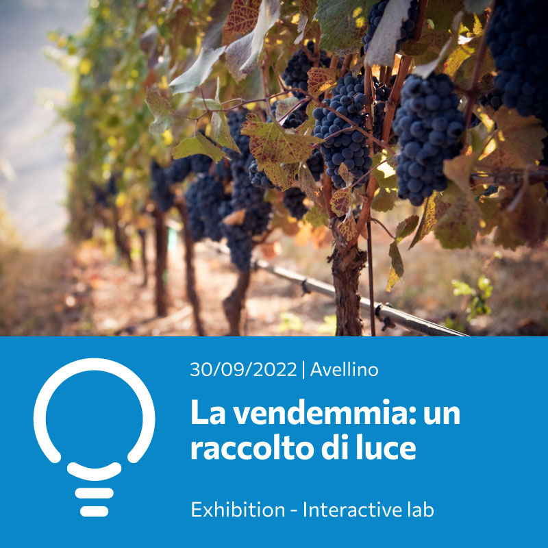 La vendemmia: un raccolto di luce